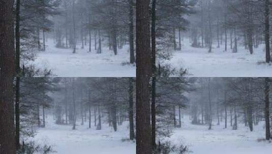 冬天暴雪中的森林树木美景高清在线视频素材下载