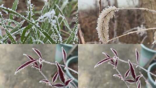 植物上的霜视频合集高清在线视频素材下载