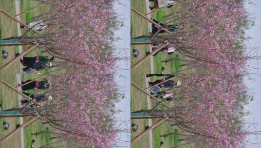 樱花初开春意盎然高清在线视频素材下载