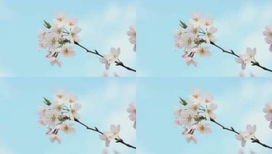 樱花空镜-特写-10高清在线视频素材下载