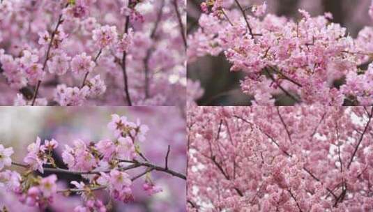 武汉东湖樱花园粉色樱花技头特写汇总2高清在线视频素材下载