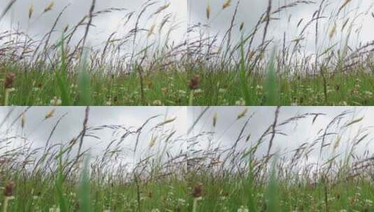 仰拍天空下草地上的野草随风飘动高清在线视频素材下载