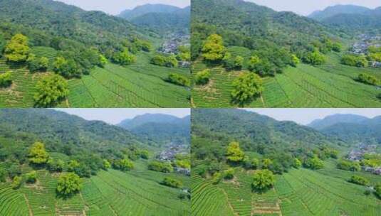 4k 航拍户外杭州高山茶园茶田自然风光高清在线视频素材下载