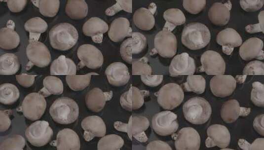 香菇影棚拍摄LOG素材高清在线视频素材下载