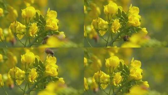 特写慢镜头春天油菜花的蜜蜂高清在线视频素材下载