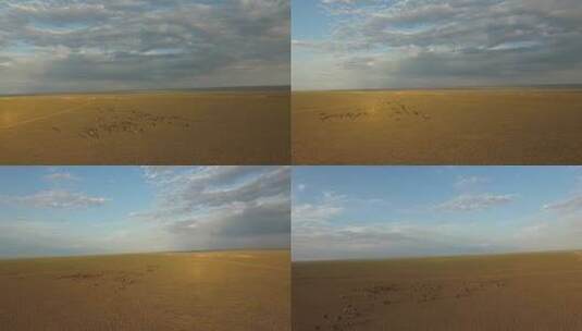 Y1 内蒙古乌兰察布四子王旗骆驼群航拍3高清在线视频素材下载