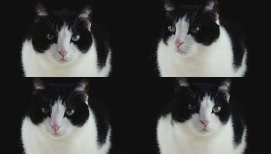 【高清慢镜头】猫咪纯净黑色背景慢镜头高清在线视频素材下载