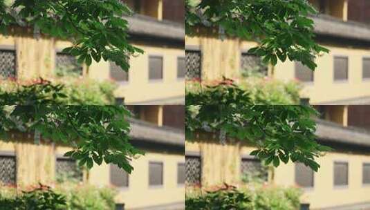 杭州下天竺寺庙围墙外的树叶被风吹动高清在线视频素材下载
