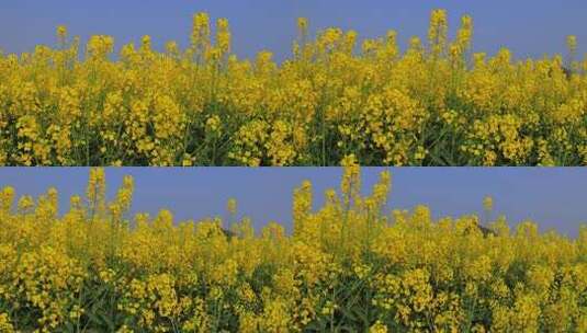 春暖花开油菜花花海高清在线视频素材下载