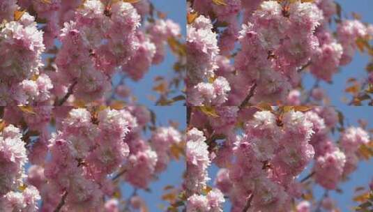 春天的樱花树高清在线视频素材下载