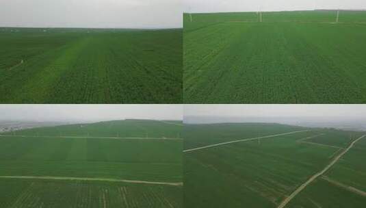 航拍新农村农场大麦田一望无际绿色小麦3高清在线视频素材下载