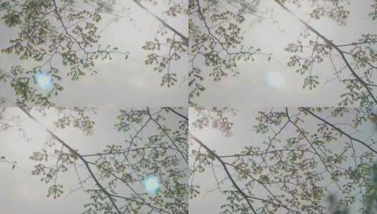 春天逆光的树林 树叶高清在线视频素材下载