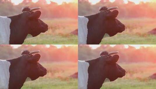阳光下一头奶牛站在草地上高清在线视频素材下载