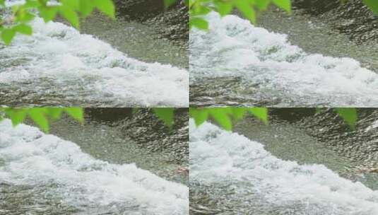 湍急河水 波浪 洪水 绿水 白水花 树叶高清在线视频素材下载