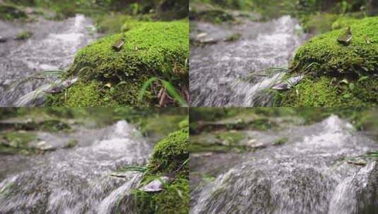 溪流-小河-水流-青苔自然生态高清在线视频素材下载