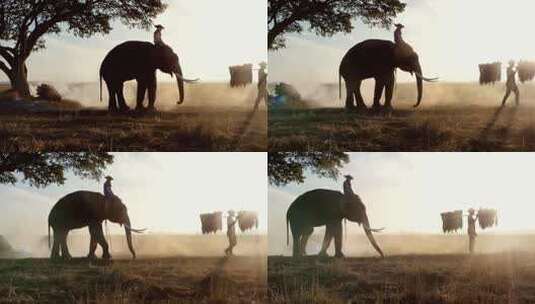骑着大象的人高清在线视频素材下载