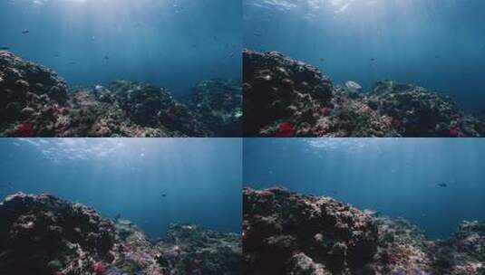 海底下的海龟高清在线视频素材下载