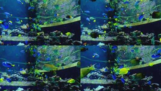 鱼缸鱼群 海洋馆 水族馆 海底世界高清在线视频素材下载