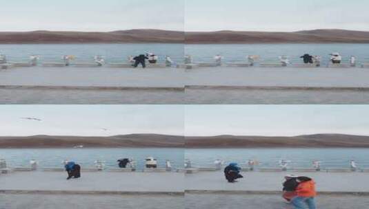 【直播短视频绿幕背景】西藏洋湖1高清在线视频素材下载