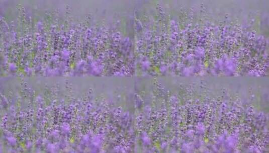 盛开的薰衣草特写 蜜蜂在花间采蜜新疆伊犁高清在线视频素材下载