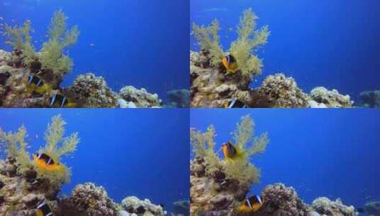 水下小丑鱼高清在线视频素材下载