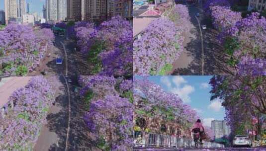 昆明联盟路紫色的蓝花楹4k航拍高清在线视频素材下载