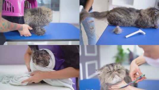 宠物医院小猫咪美容护理洗澡剪指甲理发剪毛高清在线视频素材下载
