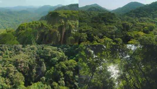 云南广西森林茂密树木绿色植被绿色青山 (3)高清在线视频素材下载