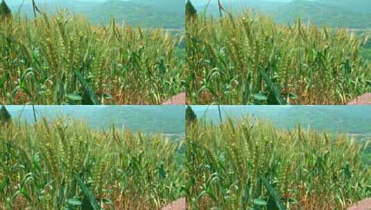 四川省重庆巫山小麦4K视频高清在线视频素材下载