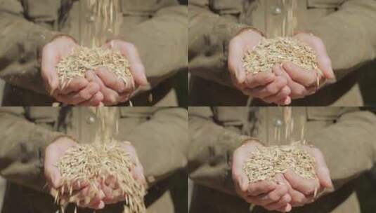 农民手拿着成熟的燕麦种子高清在线视频素材下载