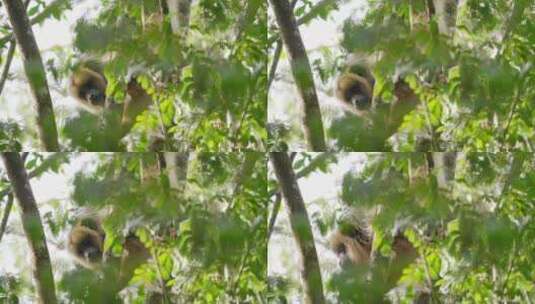 猴子透过茂密的绿色树叶偷看高清在线视频素材下载