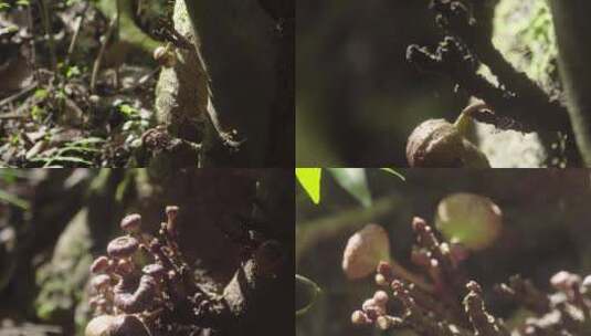 森林中的某种果实实拍特写高清在线视频素材下载