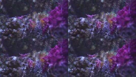 机械虾 海底世界高清在线视频素材下载