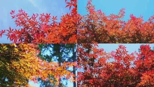 合辑商用秋天唯美阳光红叶枫叶枫树树叶风景高清在线视频素材下载
