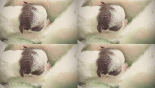 刚出生的小奶狗可爱的小宠物高清在线视频素材下载