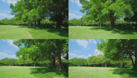 公园 树林 森林 草坪 草地 绿地 榕树高清在线视频素材下载