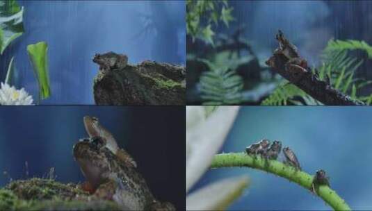 两栖动物青蛙高清在线视频素材下载