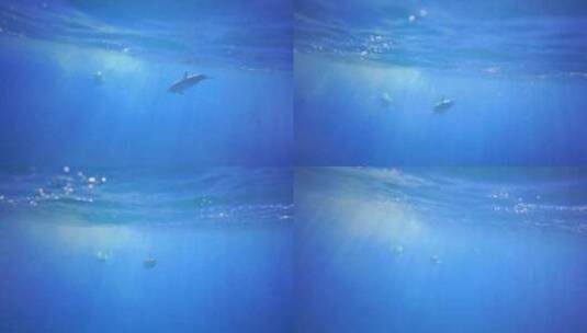 追拍两只在海里嬉戏的海豚高清在线视频素材下载