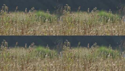 秋天枯萎的草阳光透过草地唯美空镜高清在线视频素材下载