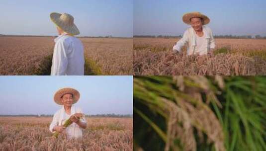 农民喜悦 农业水稻丰收 丰收喜悦高清在线视频素材下载
