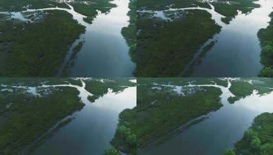 海上森林红树林湿地生态航拍高清在线视频素材下载