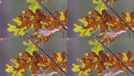 秋天枯黄的枫叶特写高清在线视频素材下载