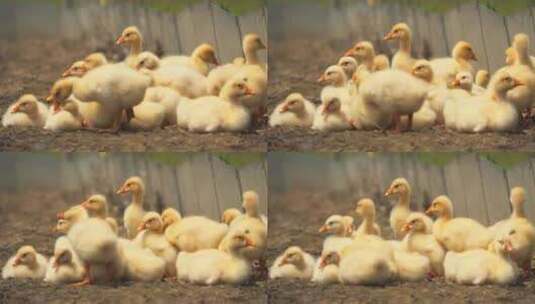 农村刚出生的散养小黄鹅土鹅高清在线视频素材下载