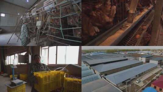 传统规模养鸡厂高清在线视频素材下载