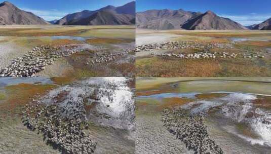 航拍西藏阿里班公湖羊群遍野高清在线视频素材下载