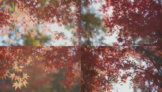 唯美秋天阳光枫叶空镜高清在线视频素材下载