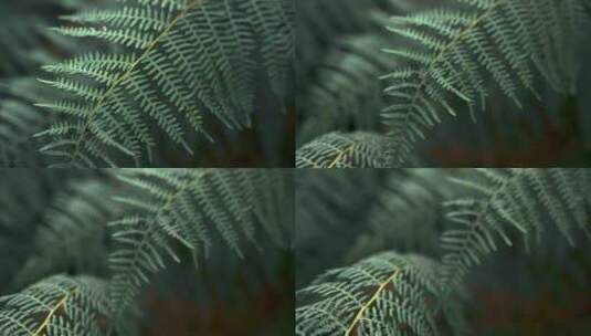 蕨类植物 植物 树叶 叶子高清在线视频素材下载