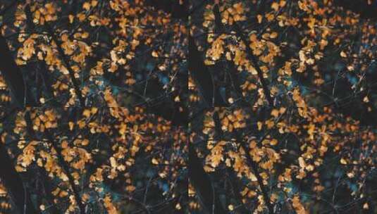 秋天的银杏树叶高清在线视频素材下载
