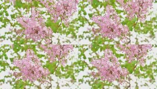 春天盛开的迎春花梅花腊梅高清在线视频素材下载