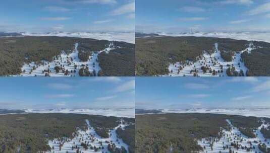 航拍呼伦贝尔林海雪原樟子松林高清在线视频素材下载